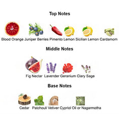 Fragrance notes of K For KING – citrus, spices, and cedarwood inspired by DOLCE & GABBANA K.